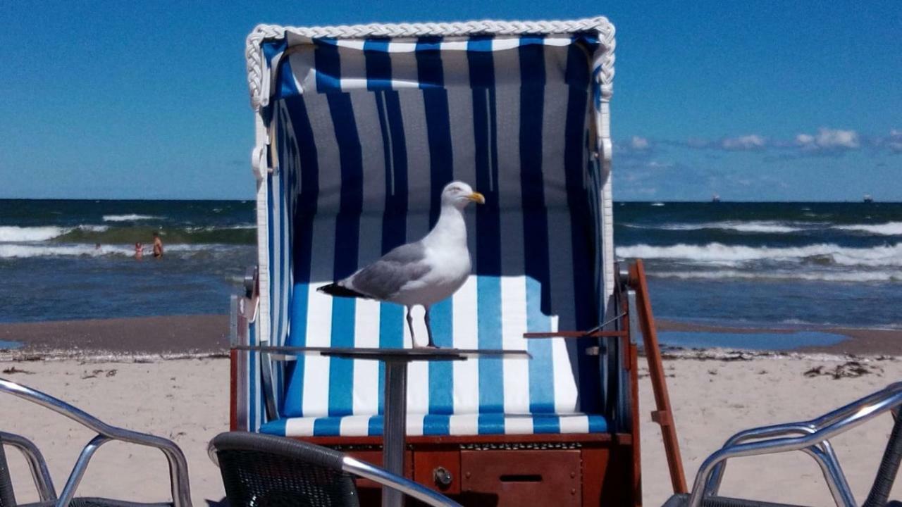Möwe Im Ferien-resort Rügen